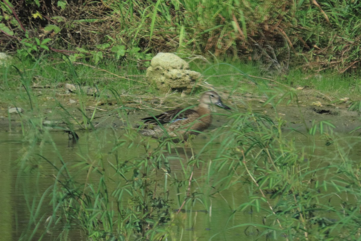 Blue-winged Teal - ML646906750