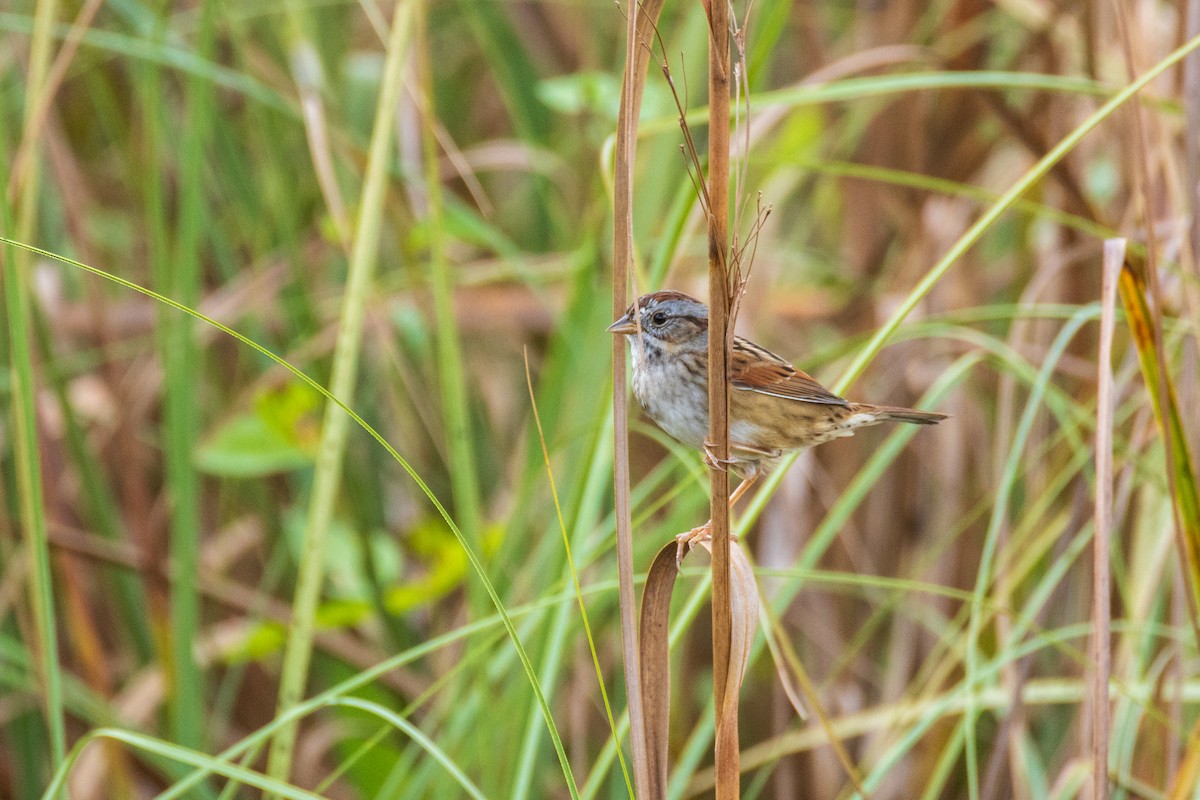 Swamp Sparrow - ML646906751