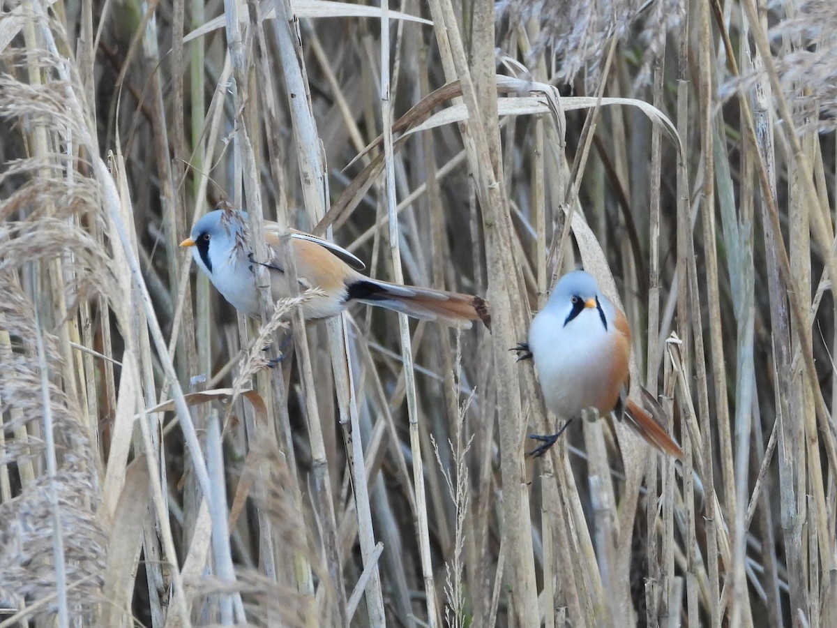 Bearded Reedling - ML646906752