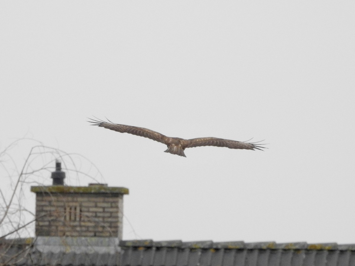 Buse variable - ML646906753