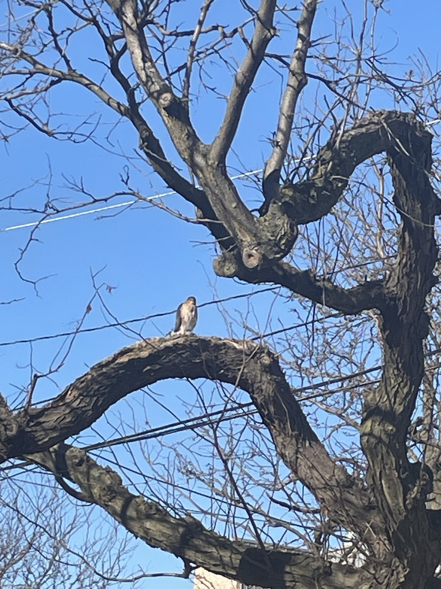 Cooper's Hawk - ML646906754
