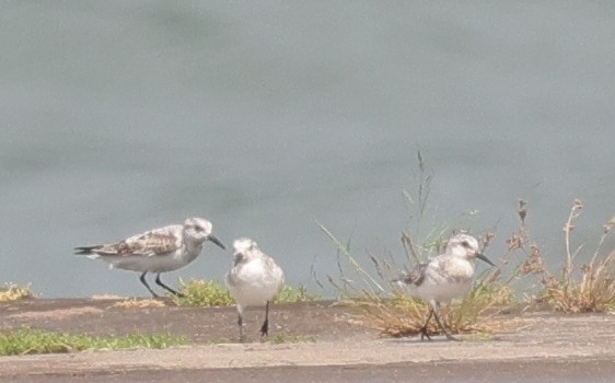 Sanderling - ML646906756