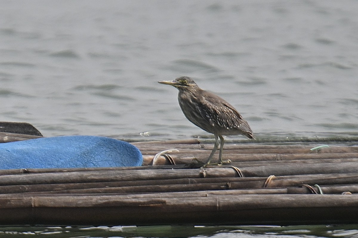 Black-crowned Night Heron - ML646906757
