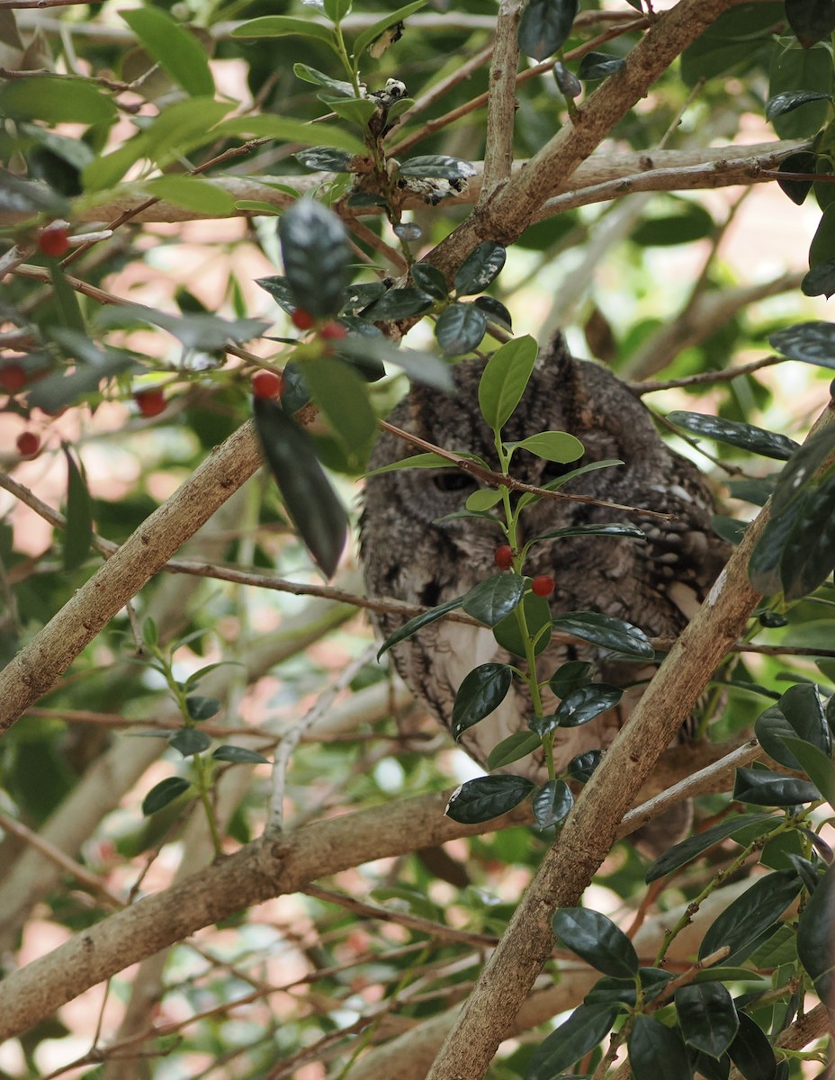 Eastern Screech-Owl - ML646906758