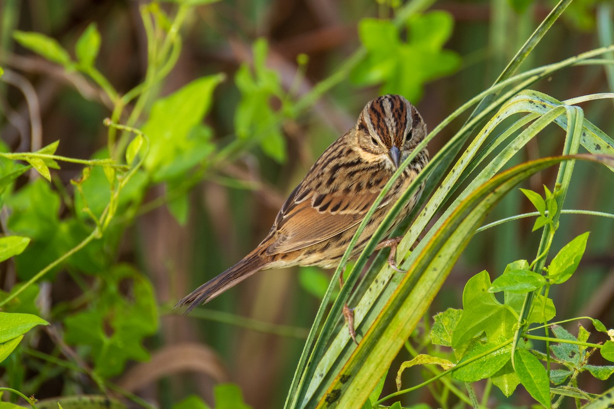 Lincoln's Sparrow - ML646906759