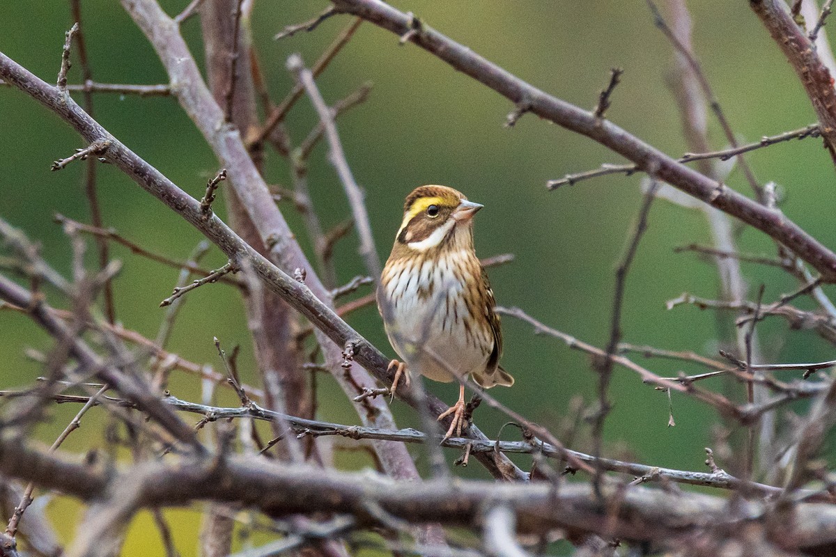 Yellow-browed Bunting - ML646906760