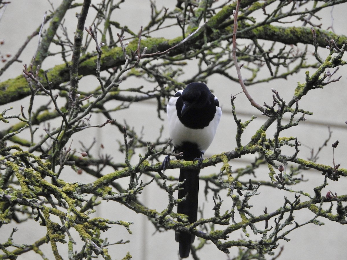 Eurasian Magpie - ML646906761