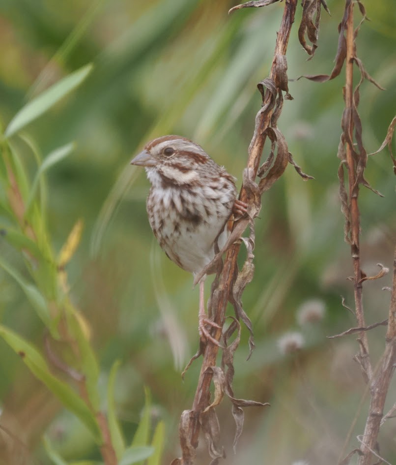 Song Sparrow - ML646906762