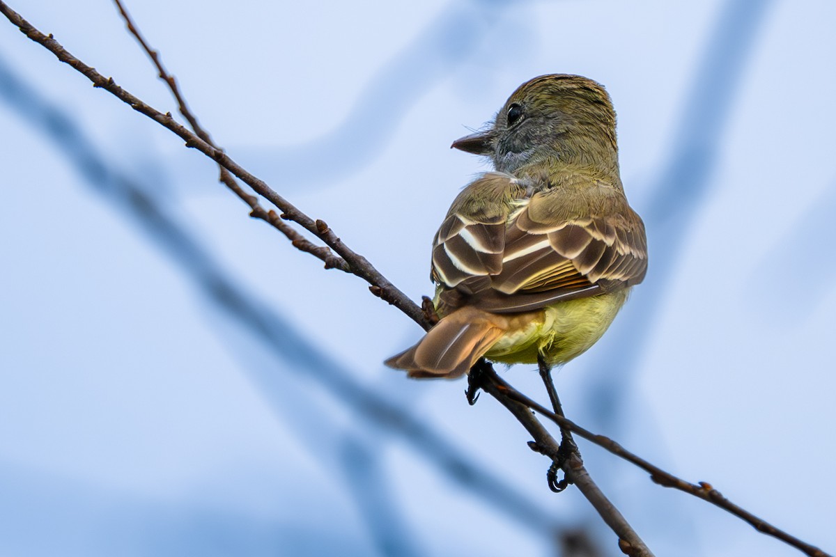 Great Crested Flycatcher - ML646906763