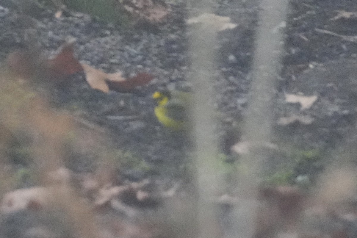 Hooded Warbler - ML646906764