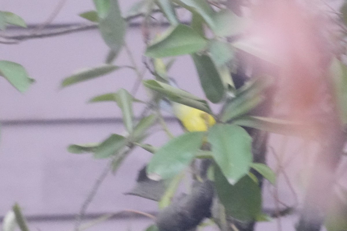 Hooded Warbler - ML646906765