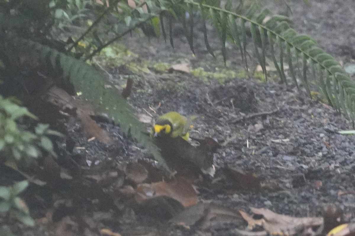 Hooded Warbler - ML646906766