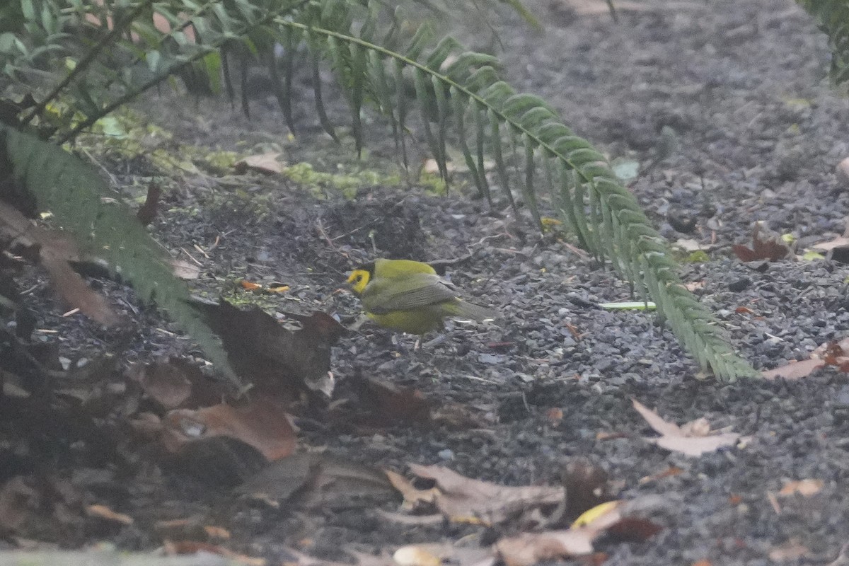 Hooded Warbler - ML646906767