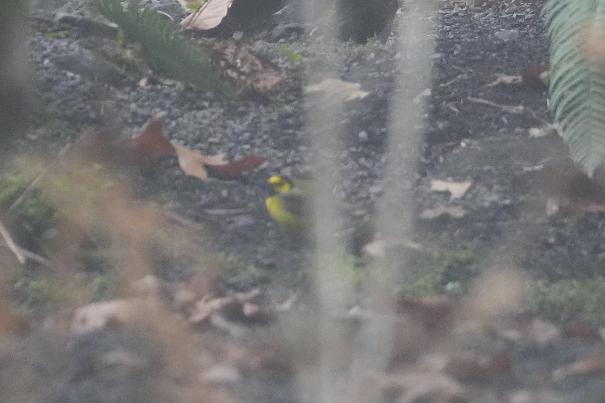 Hooded Warbler - ML646906768