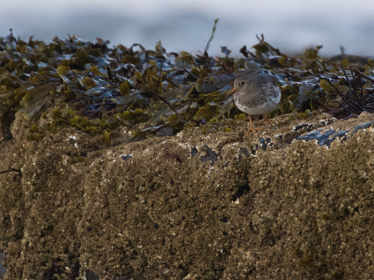 Purple Sandpiper - ML646906769
