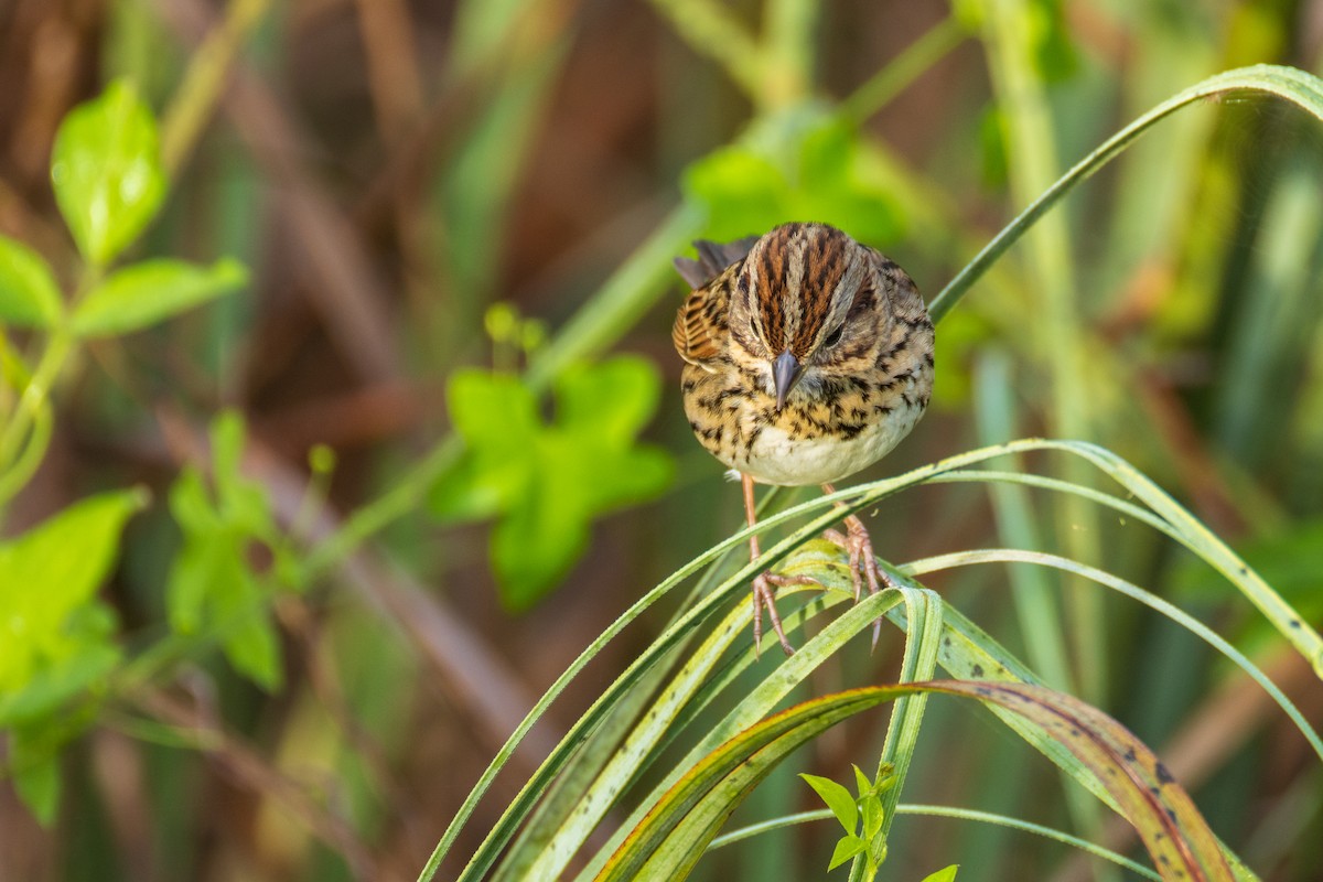 Lincoln's Sparrow - ML646906770