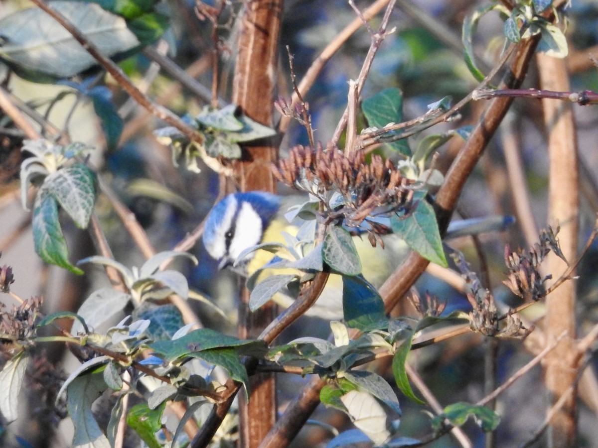 Eurasian Blue Tit - ML646906772