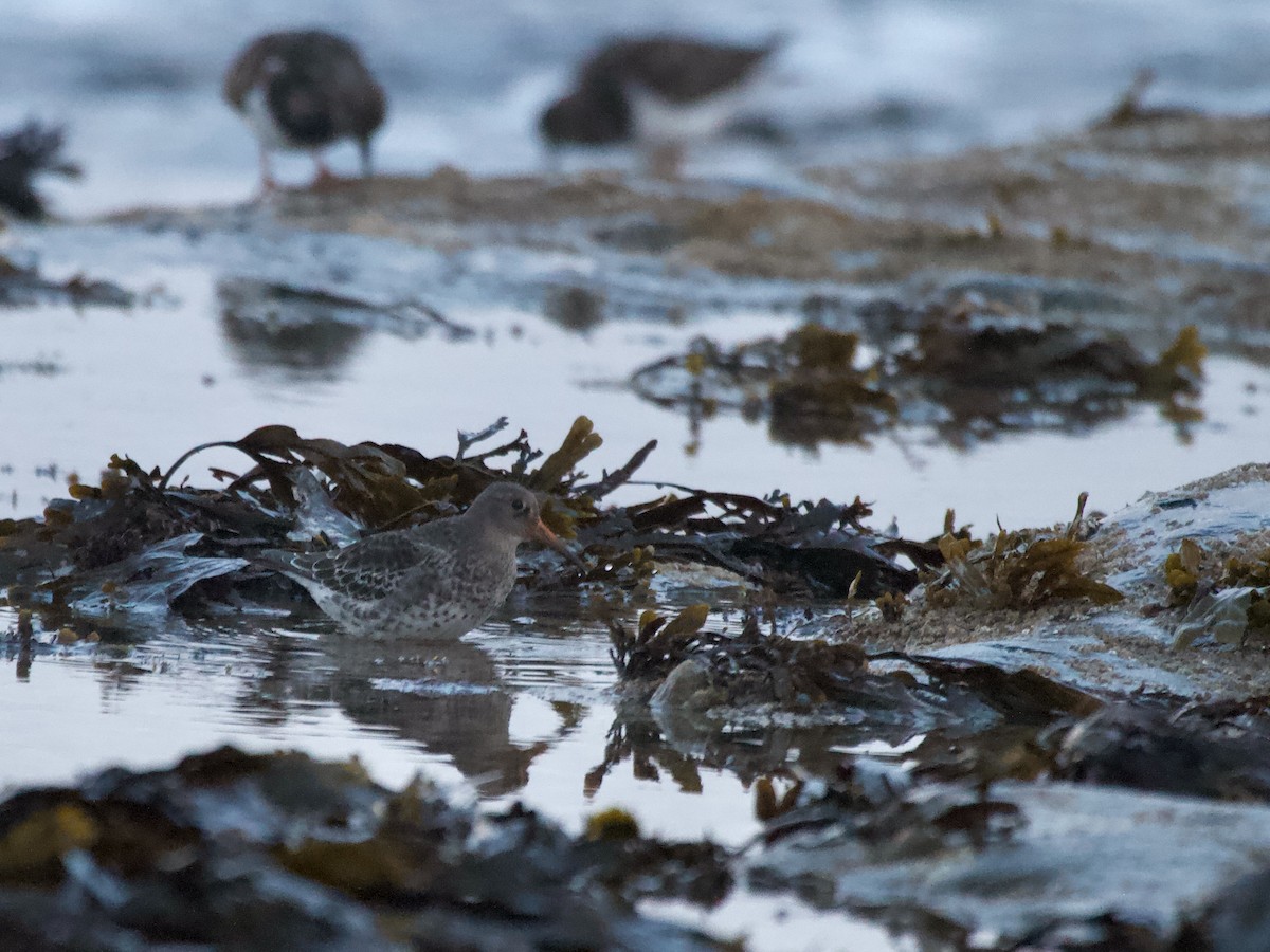 Purple Sandpiper - ML646906773