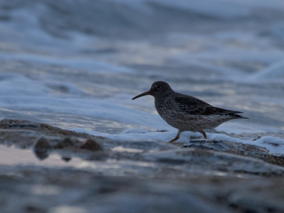 Purple Sandpiper - ML646906774