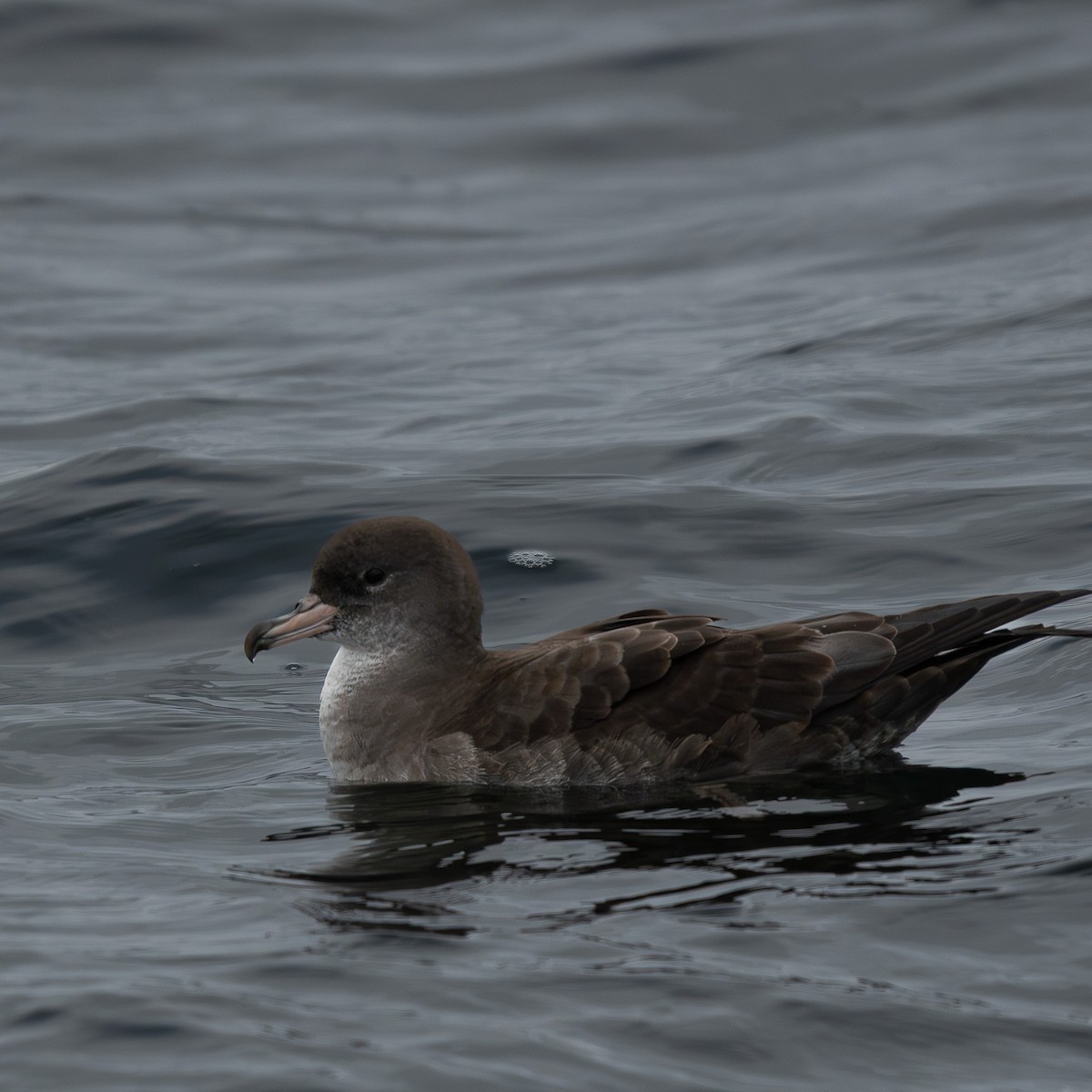 Pink-footed Shearwater - ML646906775
