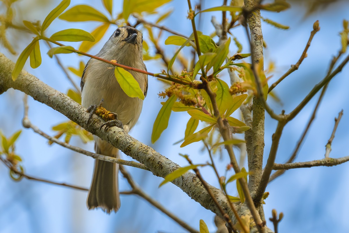 Tufted Titmouse - ML646906777