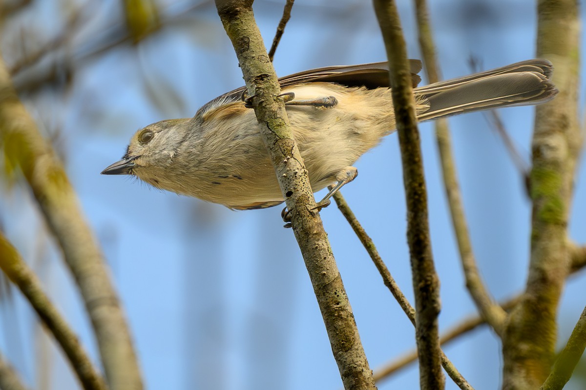 Tufted Titmouse - ML646906778