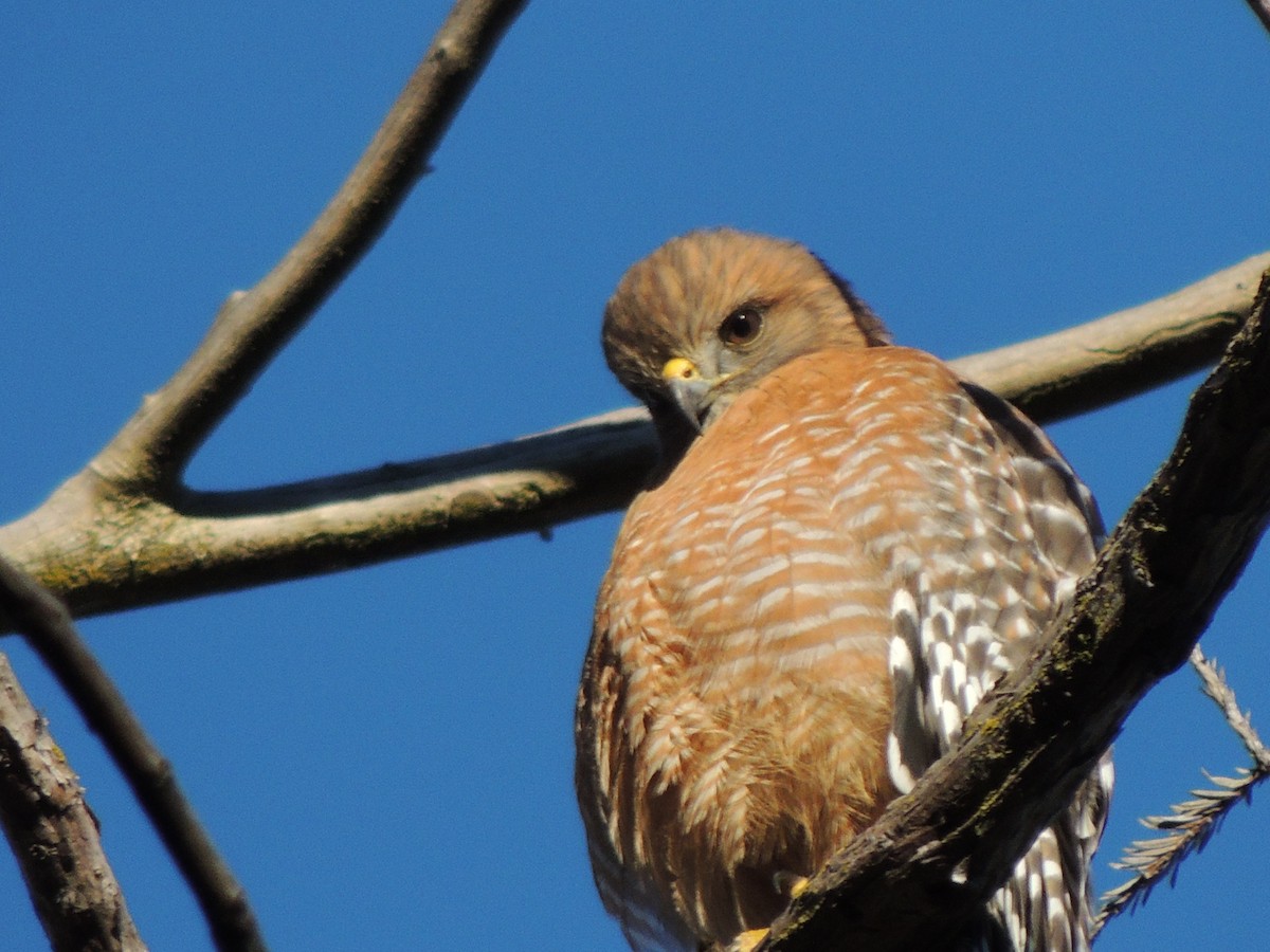 Red-shouldered Hawk - ML646906780