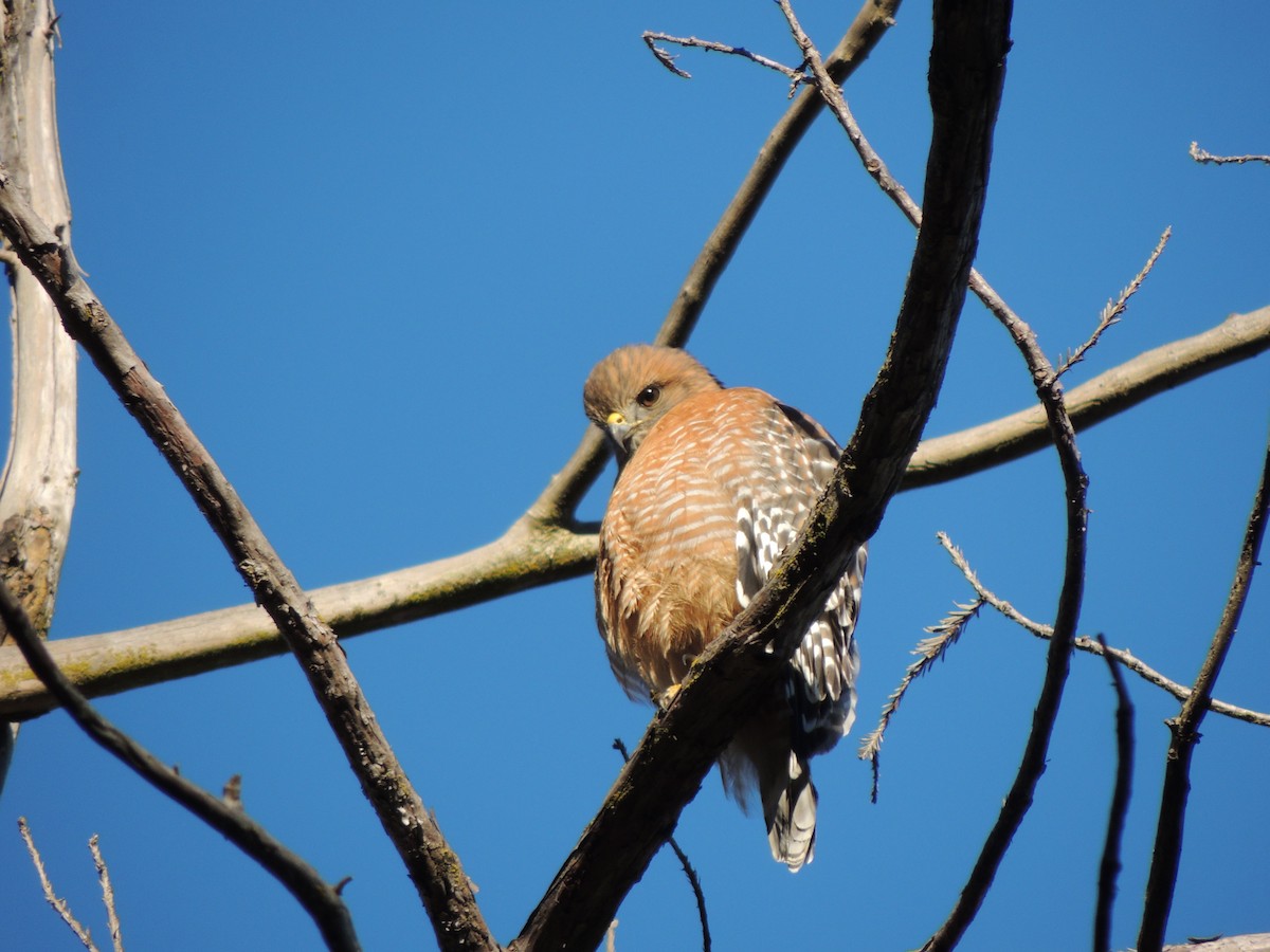 Red-shouldered Hawk - ML646906781