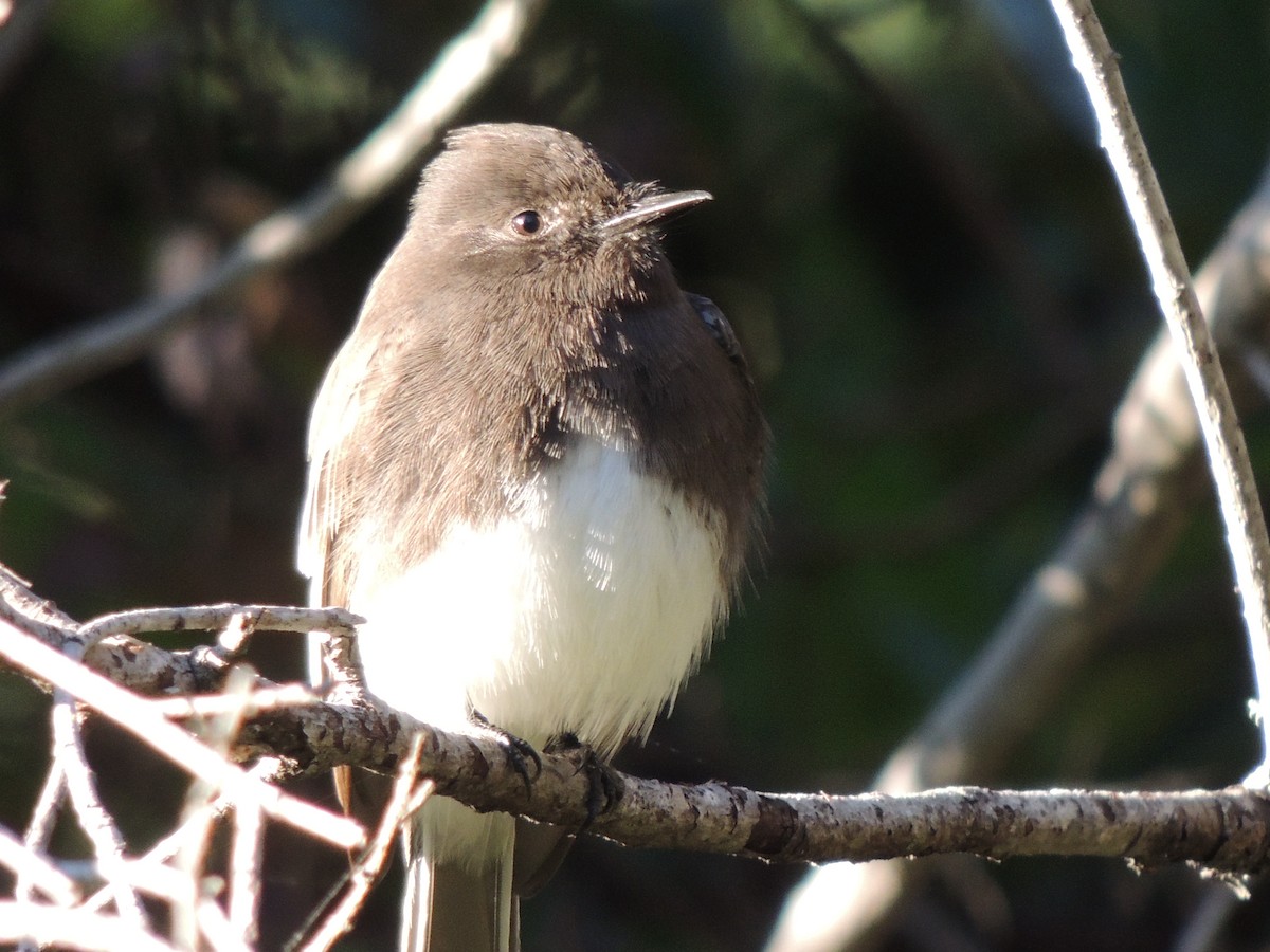 Black Phoebe - ML646906785