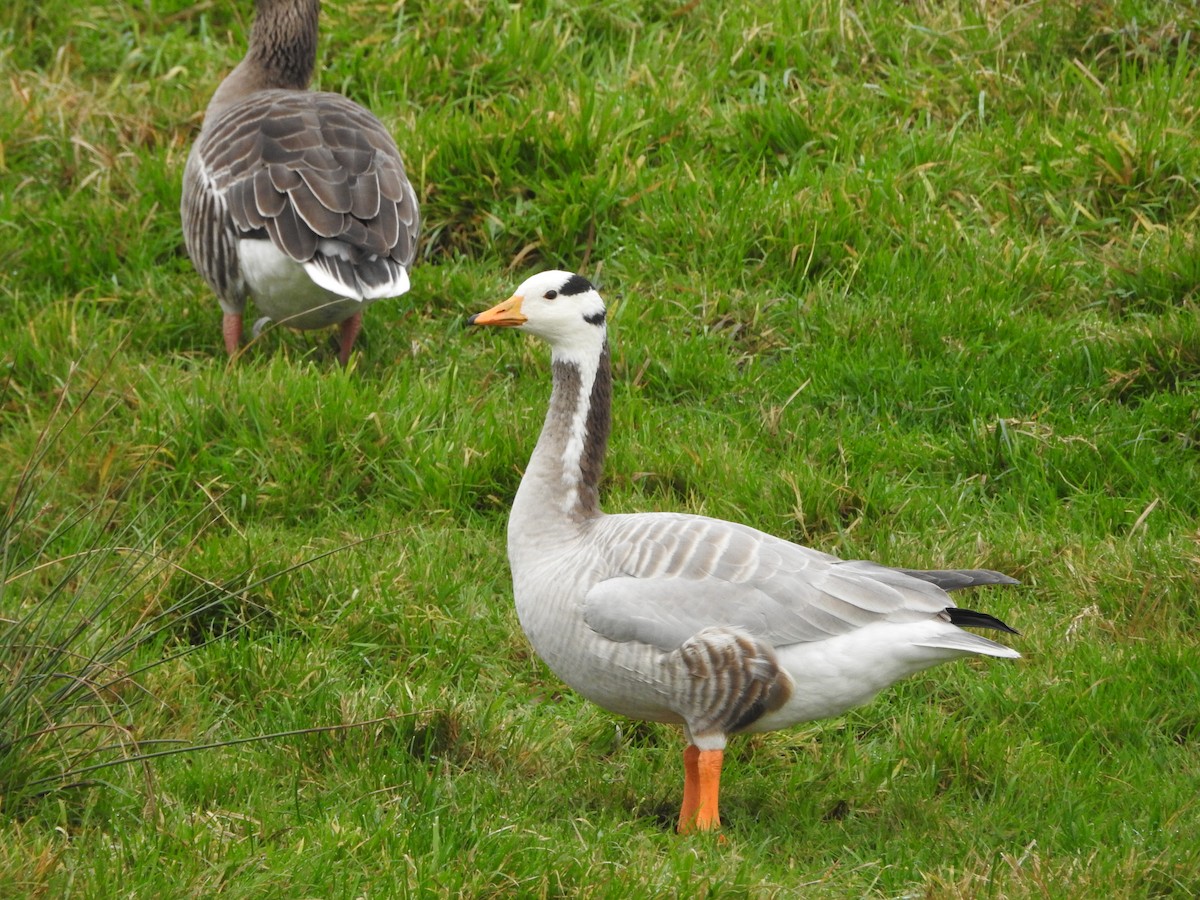 Bar-headed Goose - ML646906786