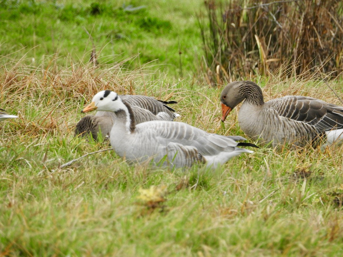 Bar-headed Goose - ML646906787