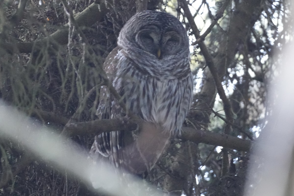 Barred Owl - ML646906788