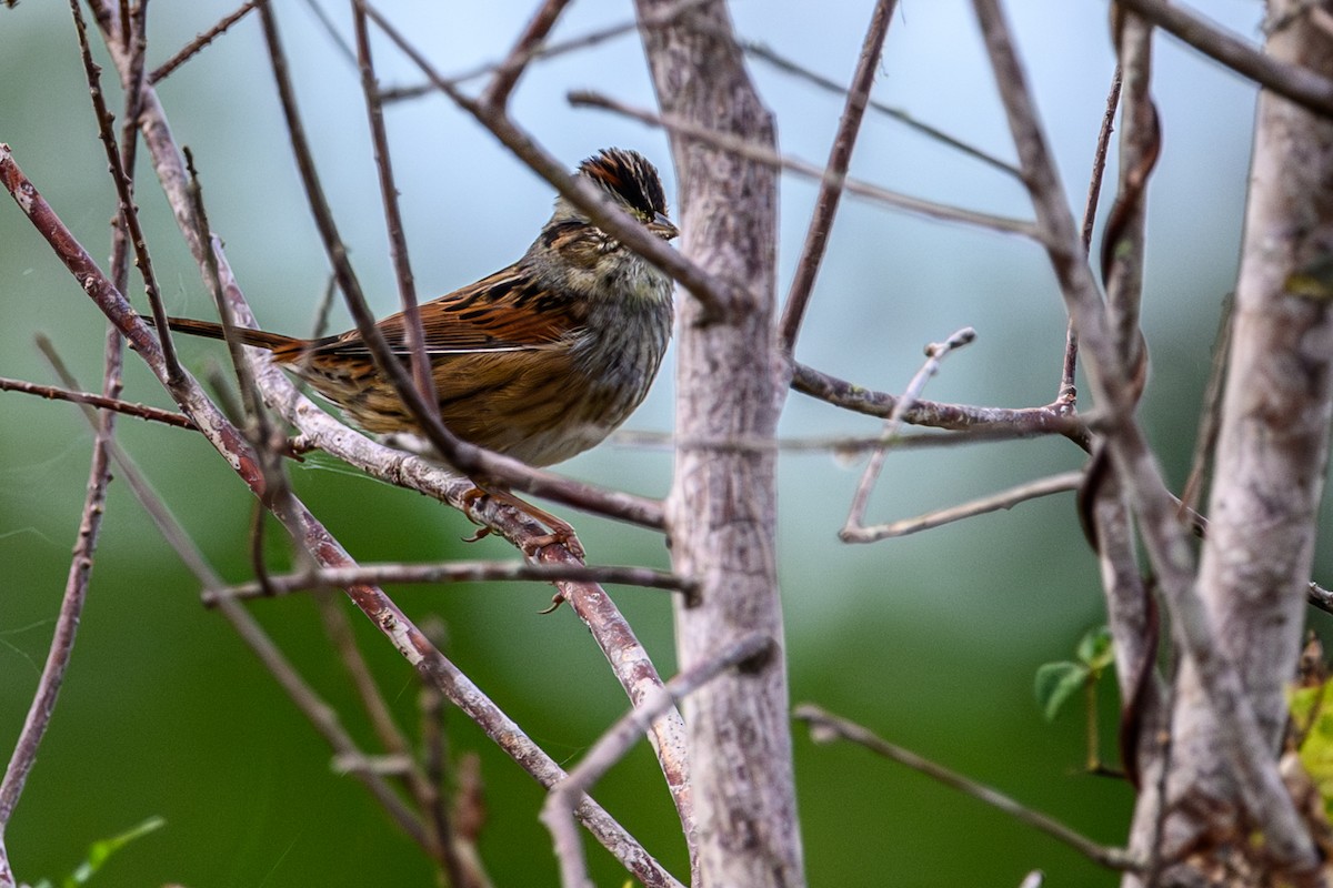 Swamp Sparrow - ML646906789