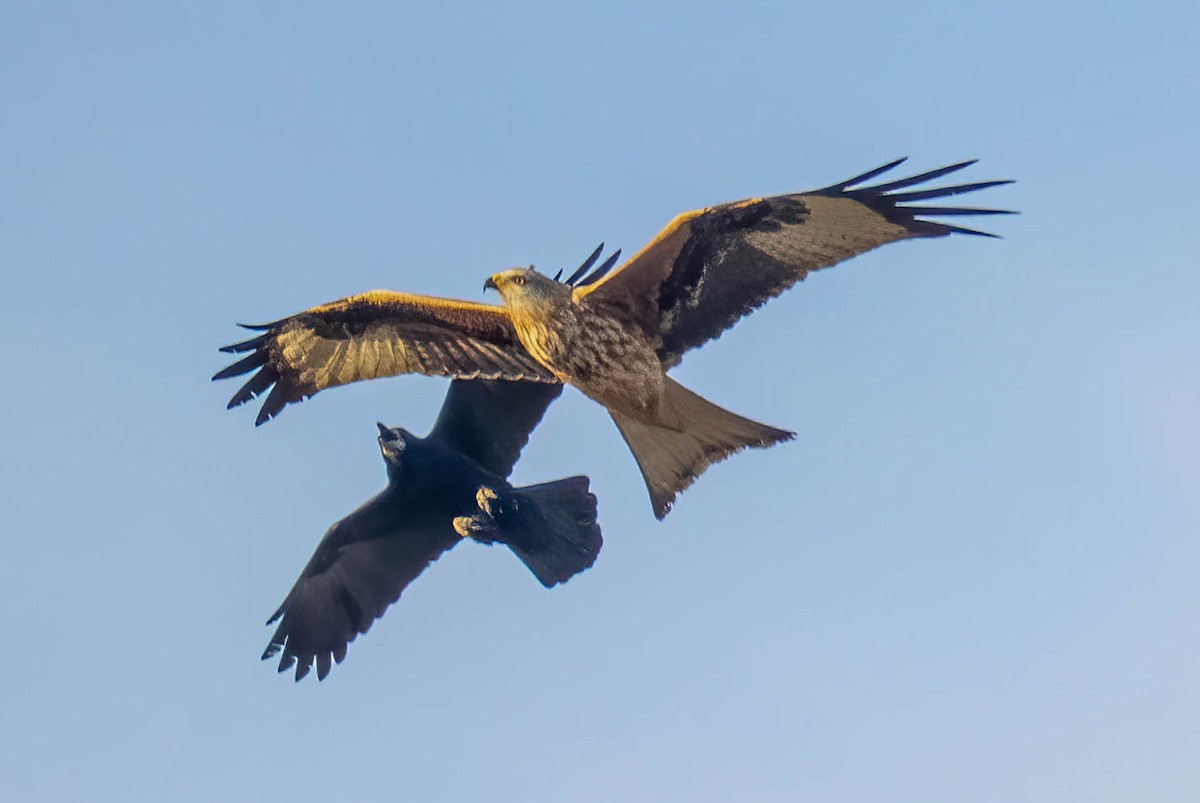 Red Kite - ML646906793