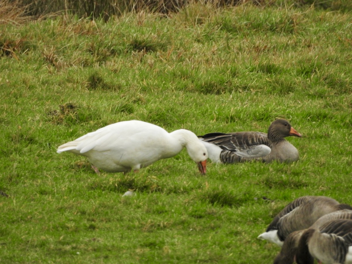 Graylag Goose - ML646906794