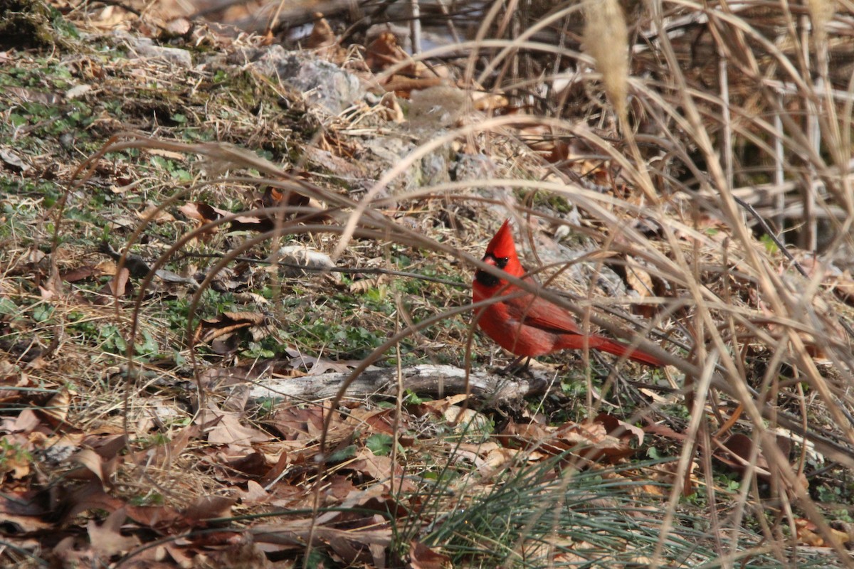 Northern Cardinal - ML646906795