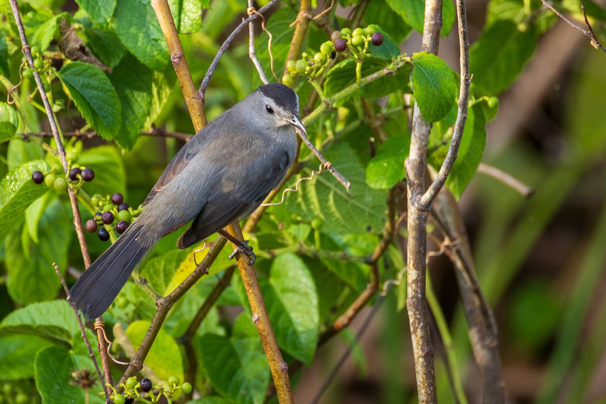 Gray Catbird - ML646906796