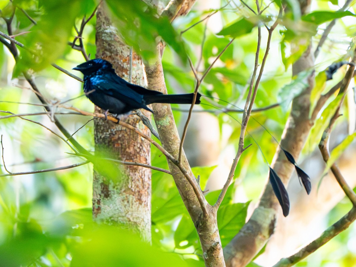 Lesser Racket-tailed Drongo - ML646906800