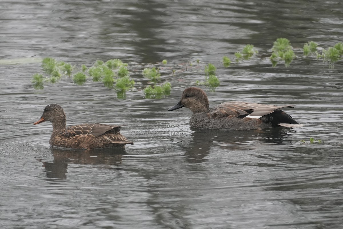 Ipar-ahatea - ML646906806