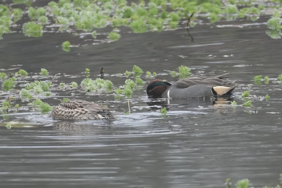 Zertzeta arrunta - ML646906809