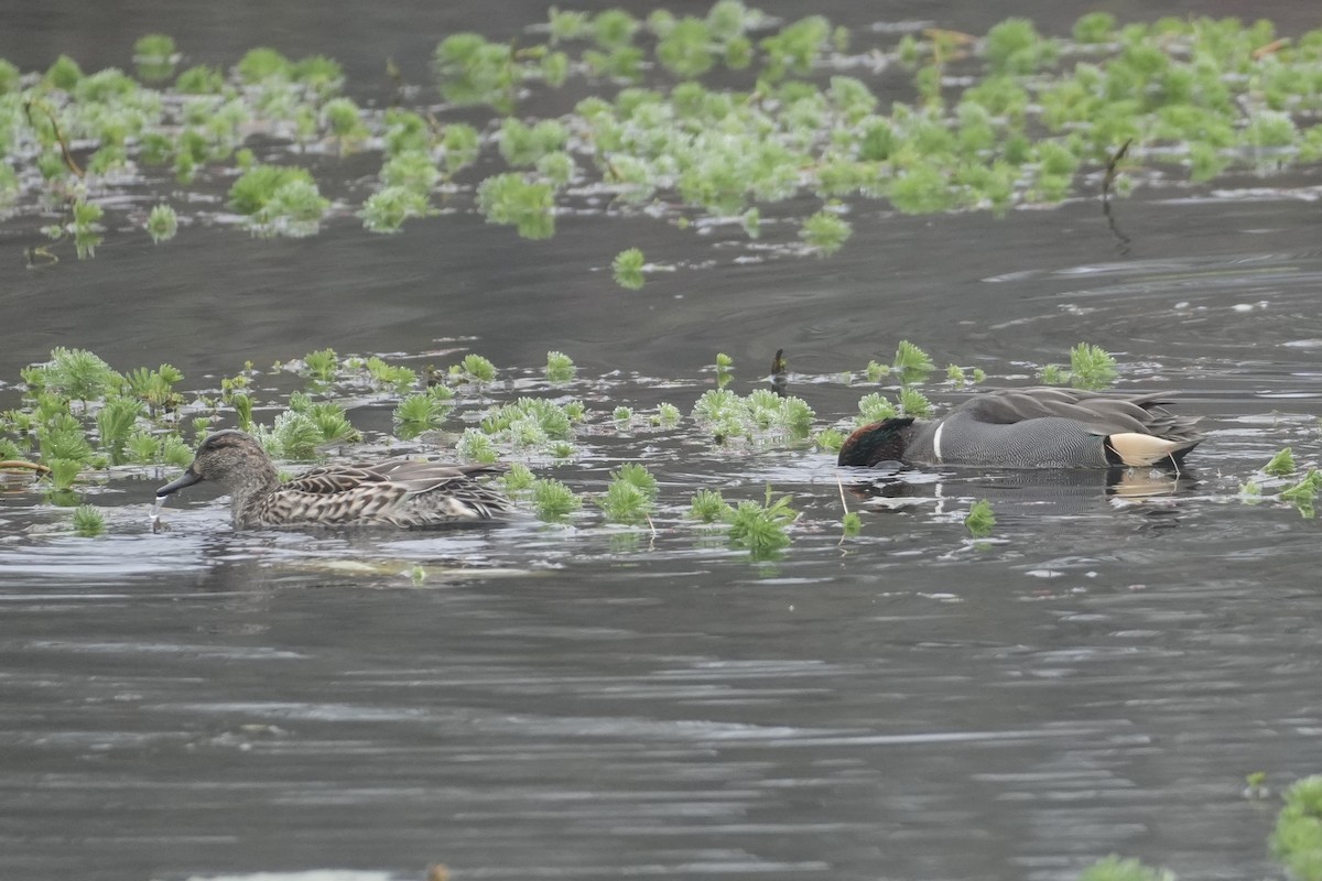 Zertzeta arrunta - ML646906810