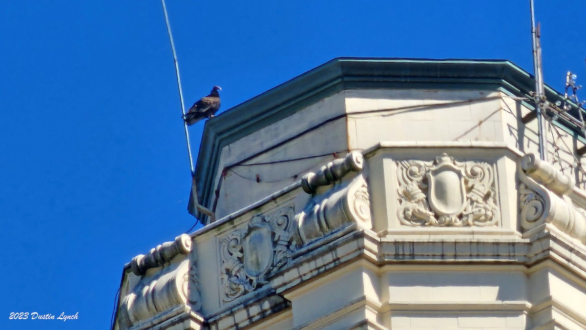 Hindi Akbabası - ML646906812