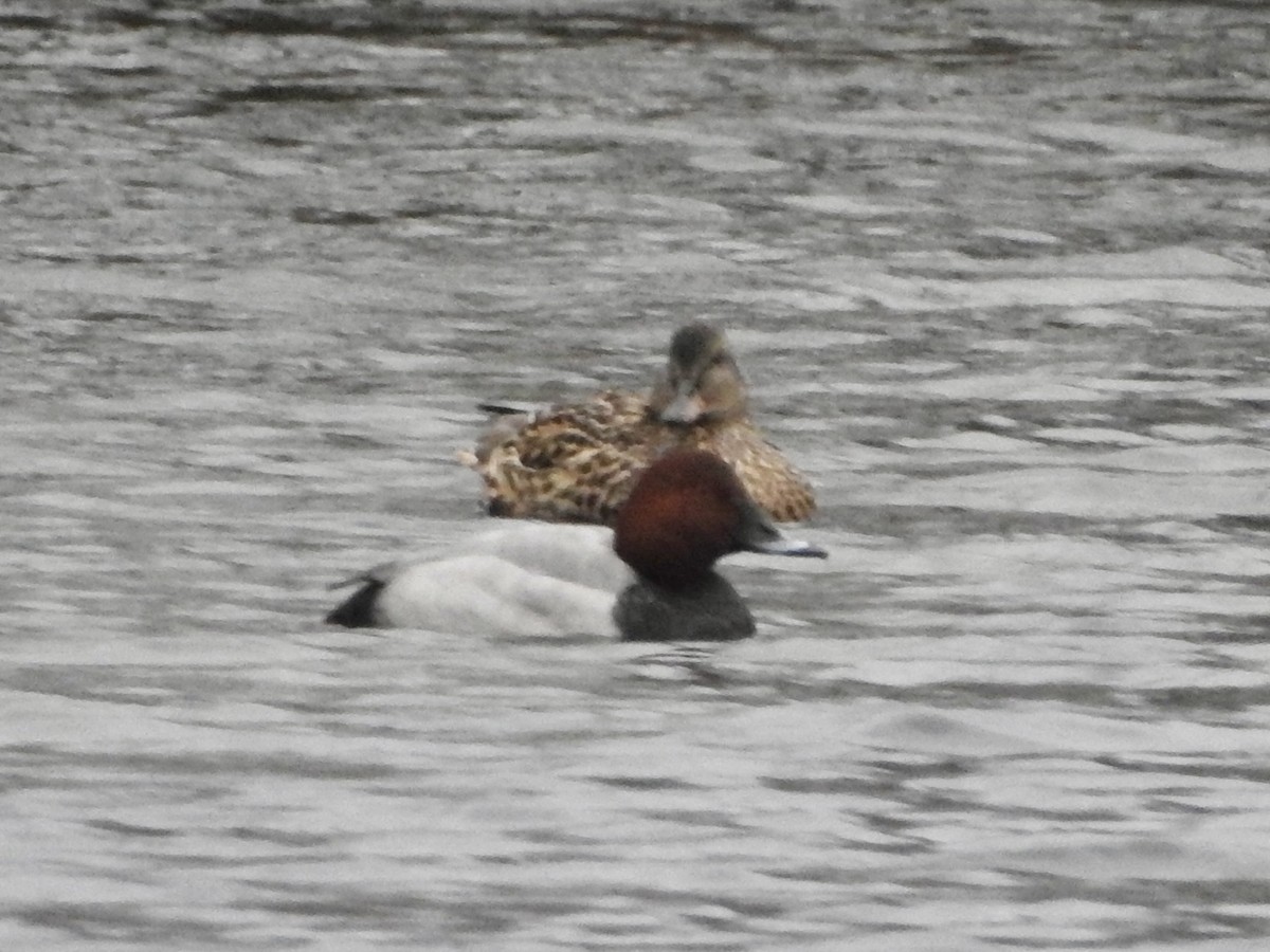 Common Pochard - ML646906813