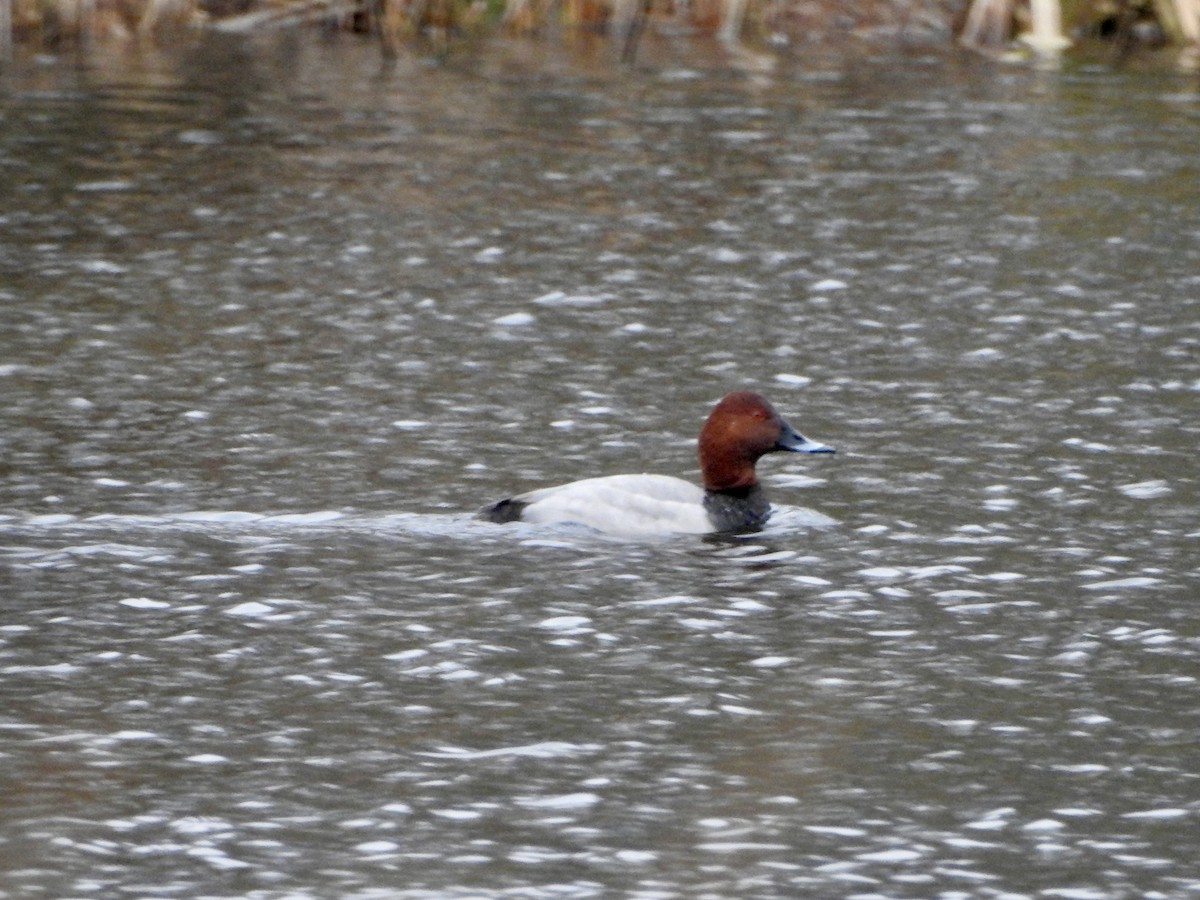 Common Pochard - ML646906814