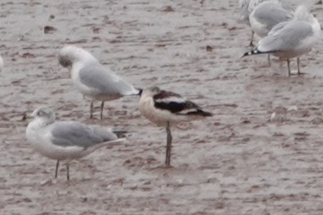 American Avocet - ML646906815