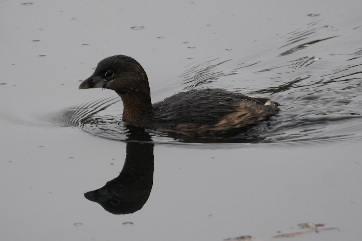 Txilinporta mokolodia - ML646906816