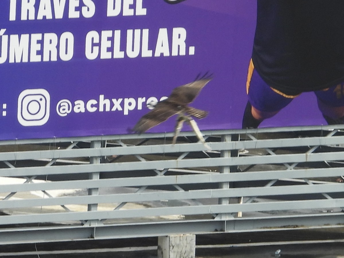 orlovec říční - ML646906831