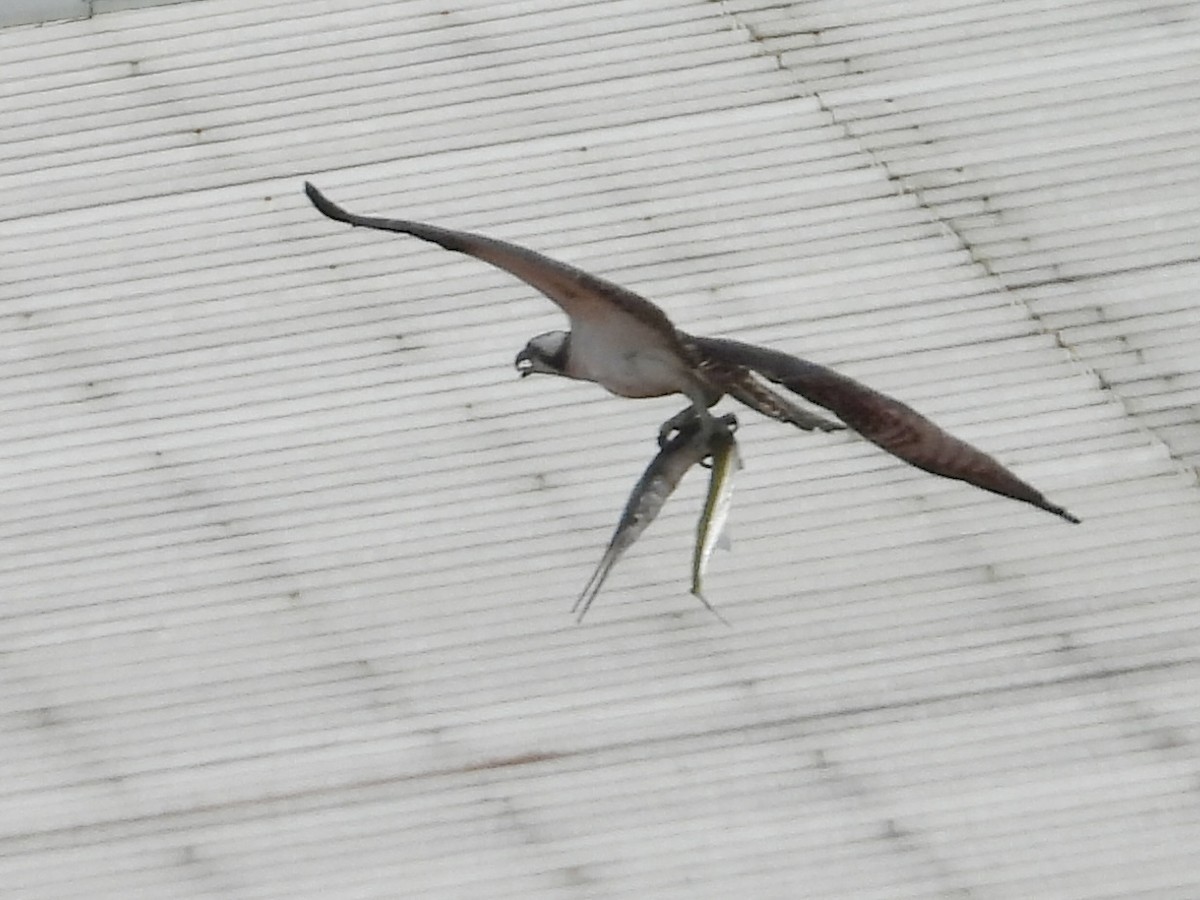 orlovec říční - ML646906832