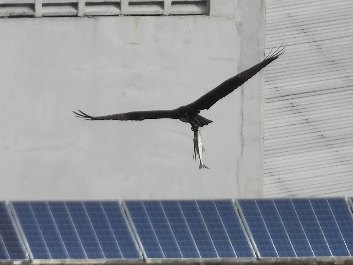 orlovec říční - ML646906833