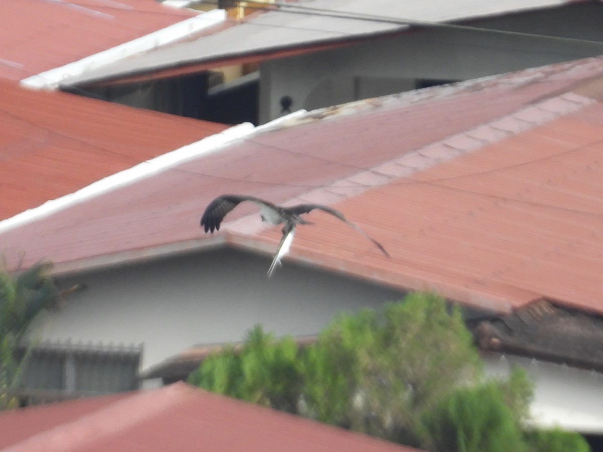 orlovec říční - ML646906834